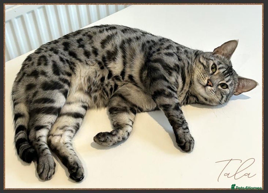 Bengal cats for sale: Silver Spotted Bengal Siblings Haja And Tala - Image 21
