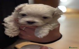 Maltese dogs for sale: ✨Adorable Maltese Puppies – Ready Soon! ✨ - Image 3