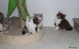 British Shorthair cats for sale: Champion Parents - Bi Colour  British Shorthair  - Image 9