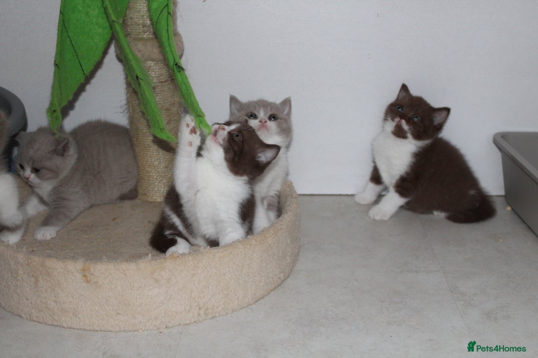 British Shorthair cats for sale: Champion Parents - Bi Colour  British Shorthair  - Image 9
