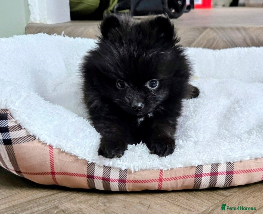 Pomeranian dogs Beautiful pomeranian puppies  - Advert 2