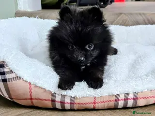 Pomeranian dogs Beautiful pomeranian puppies - Advert 2