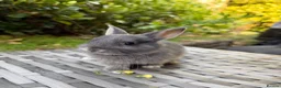 Netherland Dwarf rabbits for sale: Purebred Netherland Dwarf - Advert 11