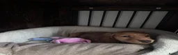 Cocker Spaniel dogs for sale: Cocker spaniel  in Wednesbury - Advert 4