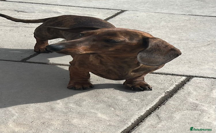 Miniature Dachshund dogs - Advert 10