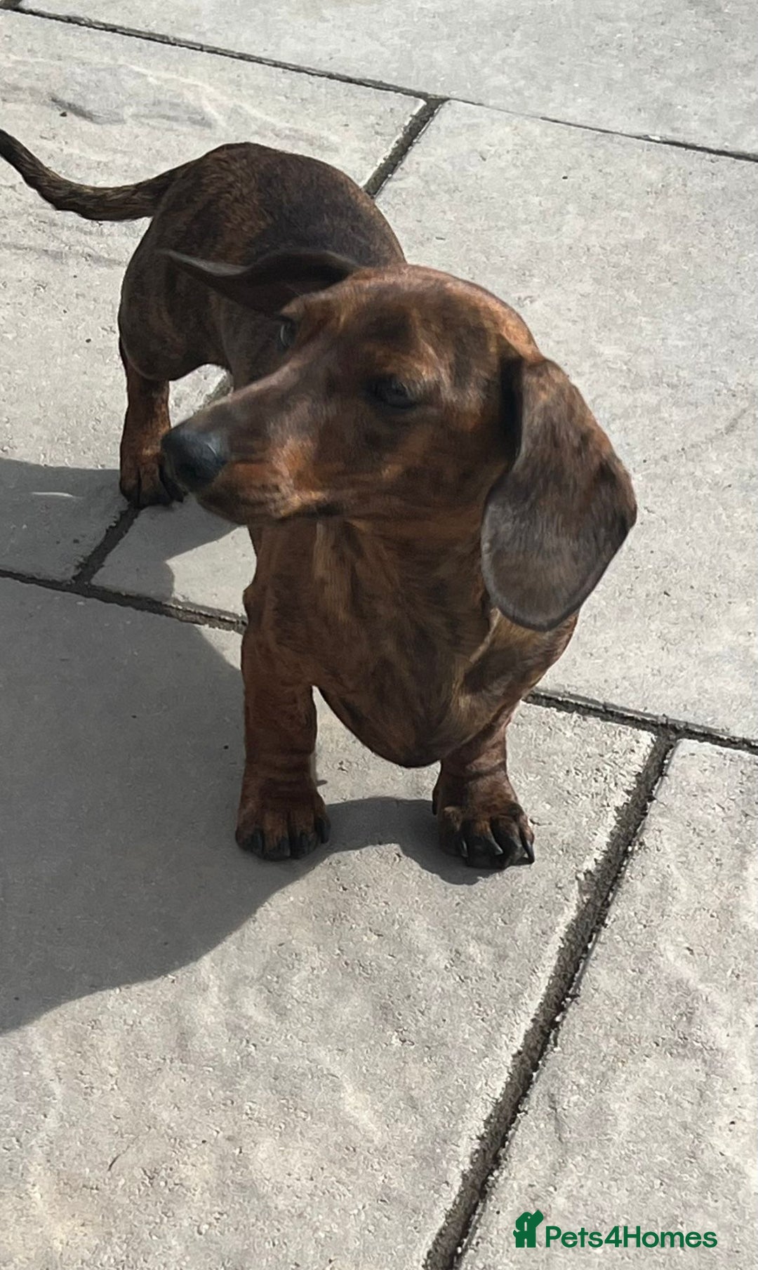 Miniature Dachshund dogs for sale: KC Reg Red Brindle female PRA Clear - Image 1