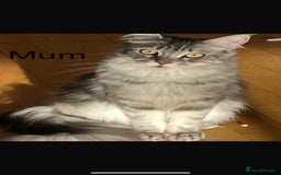 Maine Coon cats for sale: Beautiful blue smoke torbie Maine coon kittens  - Image 13