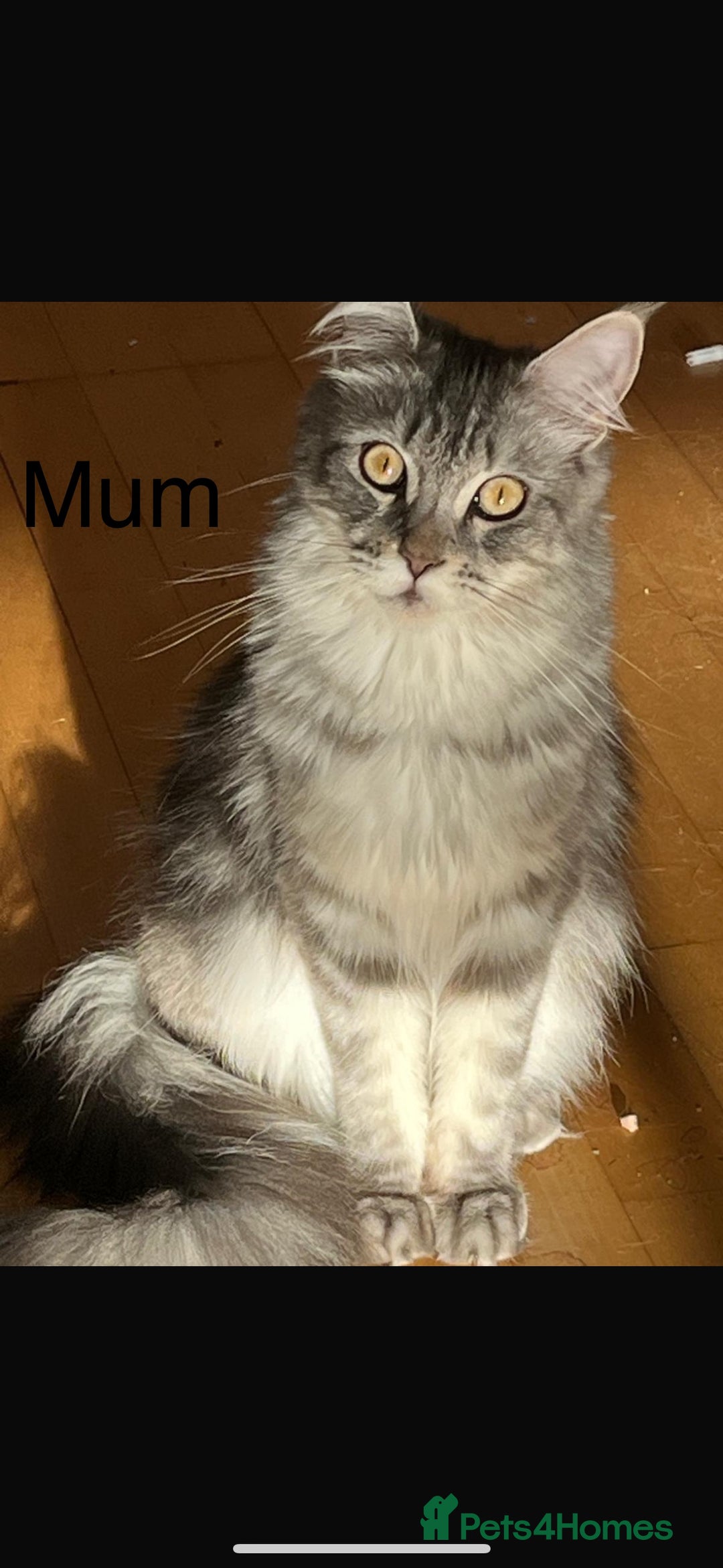Maine Coon cats for sale: Beautiful blue smoke torbie Maine coon kittens  - Image 13