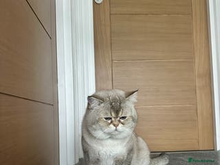 British Shorthair cats Teddy - Advert 11