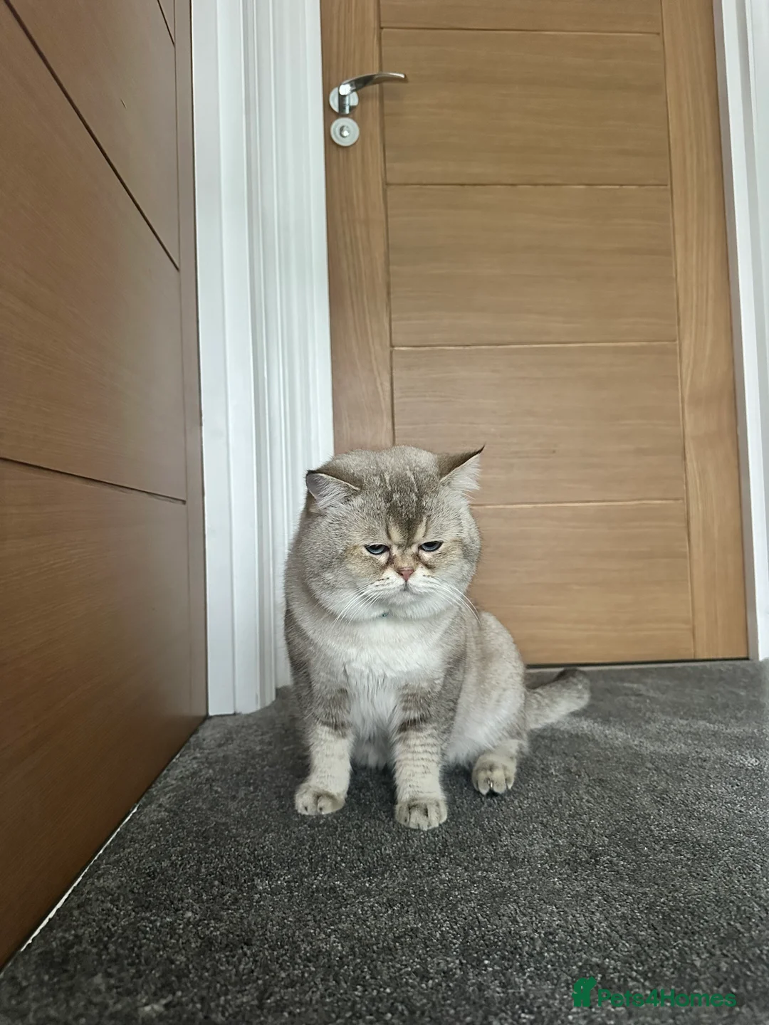 British Shorthair cats for stud: Teddy  - Advert 2