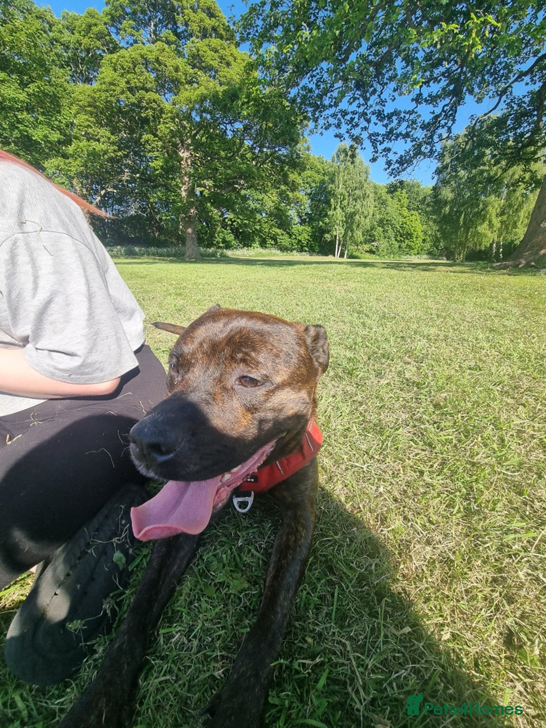 Cane Corso dogs for sale: Zara  - Advert 3