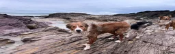 Mixed Breed dogs for sale: Stunning, loving Lassie/Border collie - Advert 4