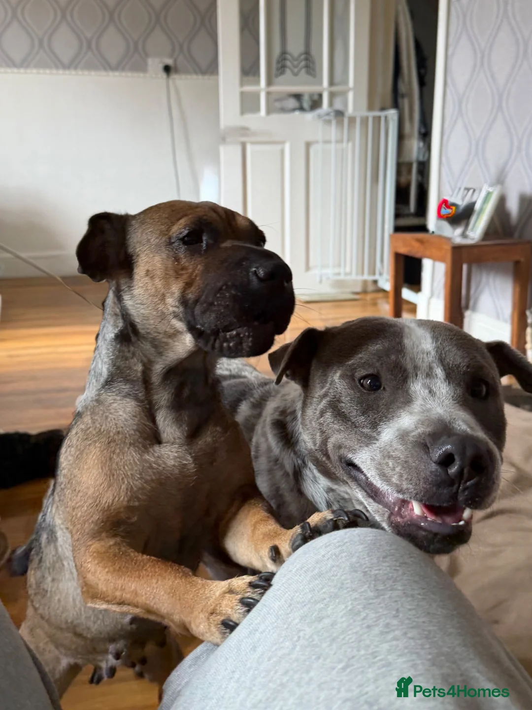 Mixed Breed dogs for sale: Sher Pei x Staffy Pups with lines of Pekinese  in Pontefract - Advert 1