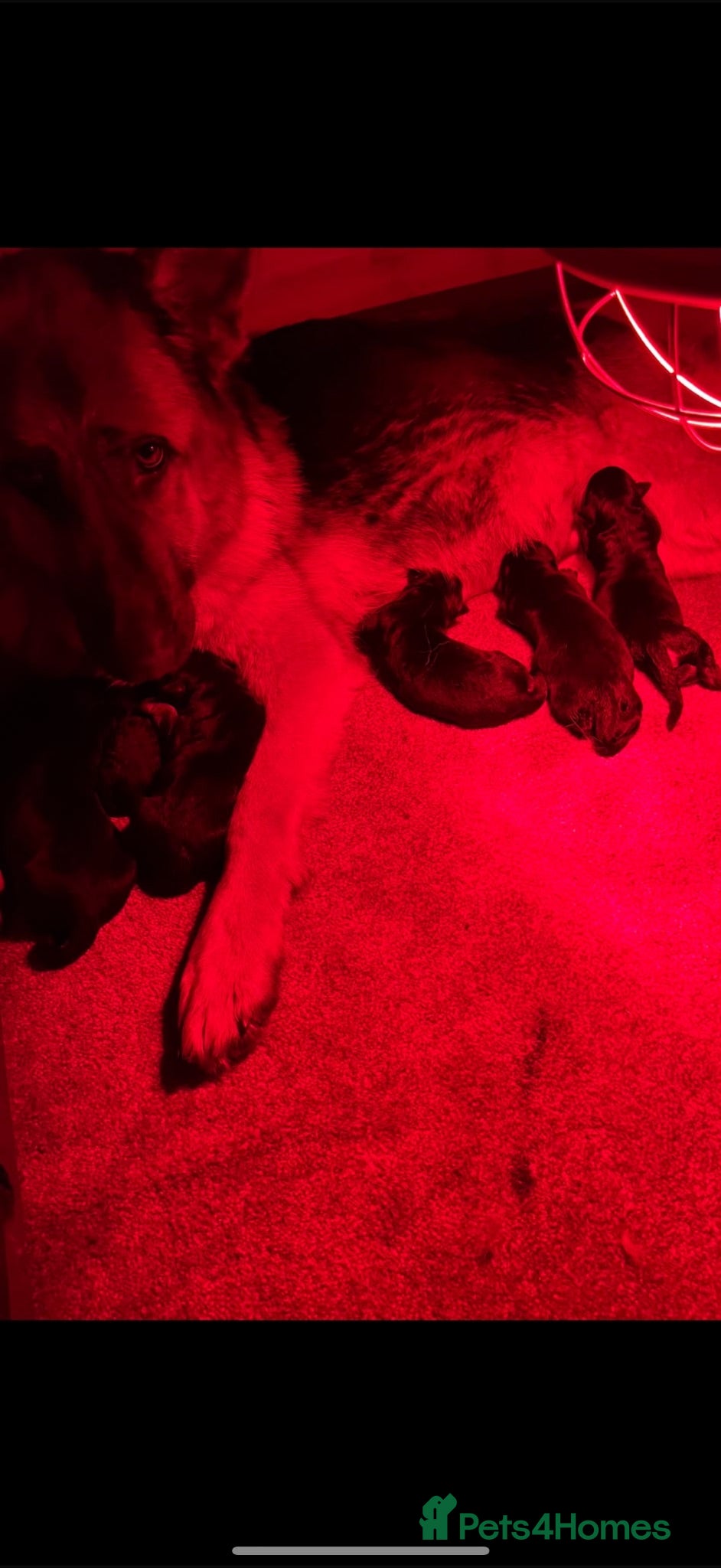German Shepherd dogs German Shepard puppies  - Advert 1