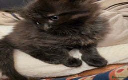 Mixed Breed cats for sale: Beautiful Kittens  - Image 21