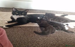 European cats for sale: Tuxedo and black kittens - Image 1
