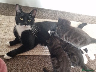 European cats - Advert 26