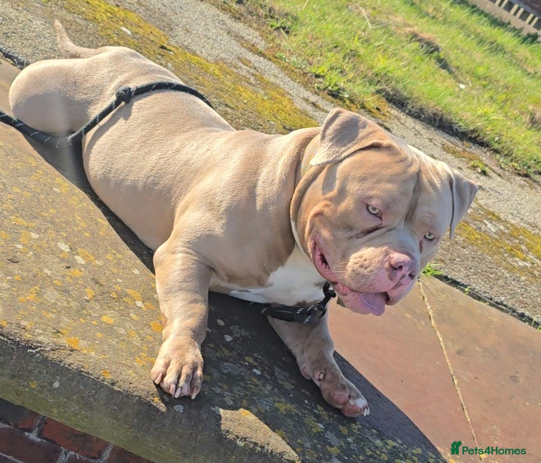 American Bully dogs ABKC Pocket Bully - Platnium/Silver - Champion 🩸 - Advert 13