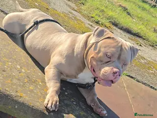 American Bully dogs ABKC Pocket Bully - Platnium/Silver - Champion 🩸 - Advert 13