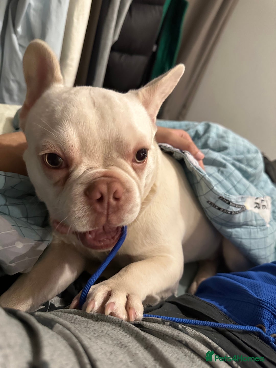 French Bulldog dogs for sale: Cute bulldog - Image 6