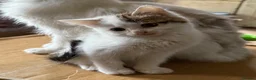 Mixed Breed cats for sale: Farm kittens in Keith - Advert 8