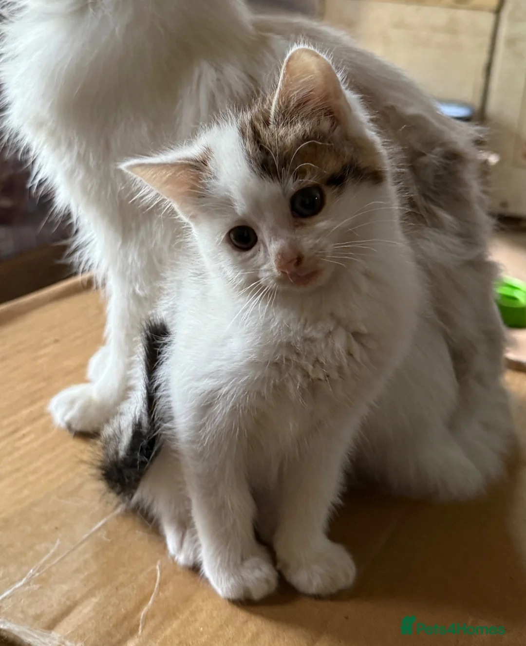 Mixed Breed cats for sale: Farm kittens in Keith - Advert 8
