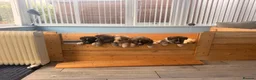 German Shepherd dogs for sale: German shepherd puppies for sale  - Advert 2