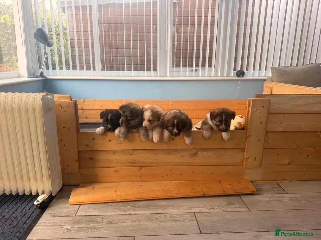 German Shepherd dogs for sale: German shepherd puppies for sale  - Advert 2