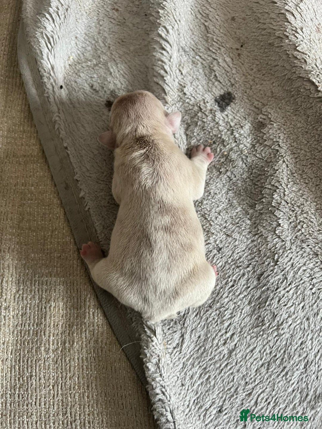 French Bulldog dogs for sale: Frenchie puppies 4 sale  - Image 7