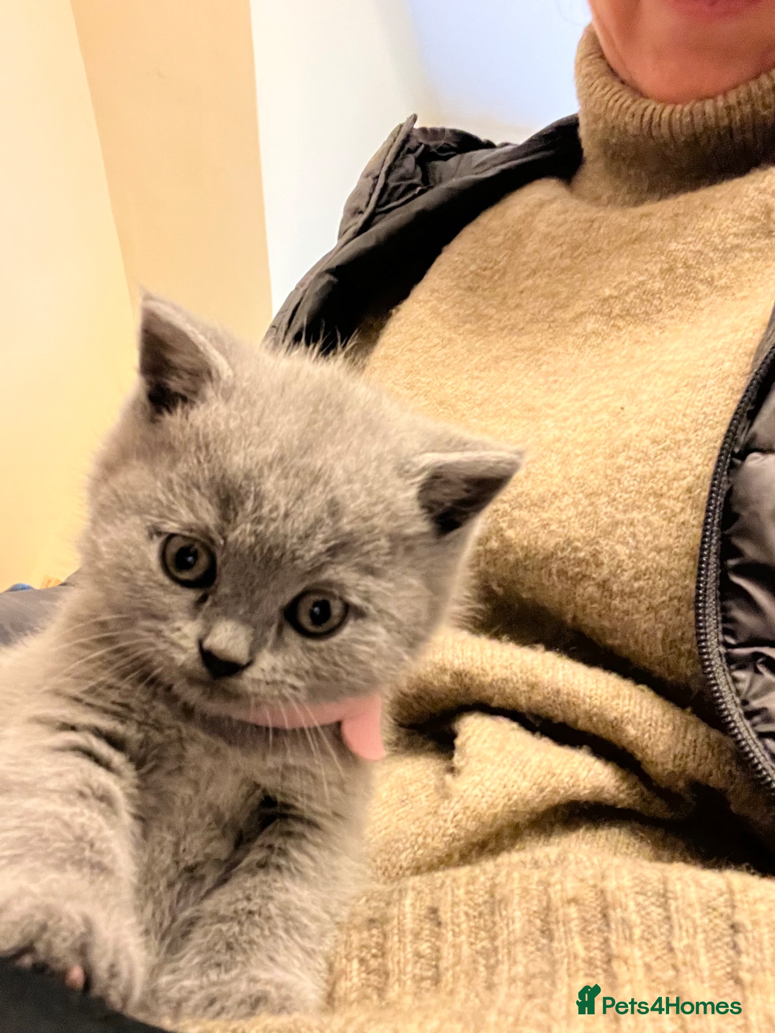 British Shorthair cats Stunning British Shorthair Blue kittens  - Advert 1