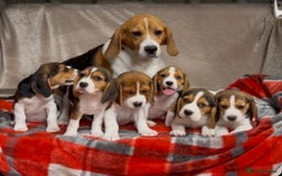 Beagle dogs for sale: SUPER CHUNKY KC SHOW BEAGLE PUPPIES - Image 16