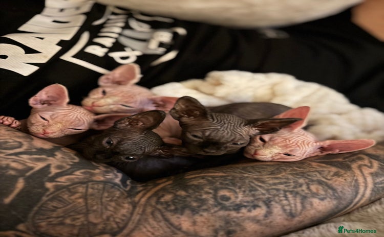Sphynx cats - Advert 1