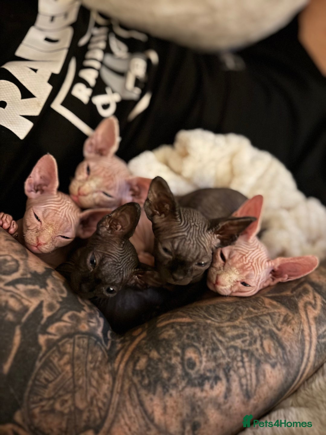 Sphynx cats for sale: Stunning Sphynx Babies seeking forever home 💕✨🐾 - Image 2