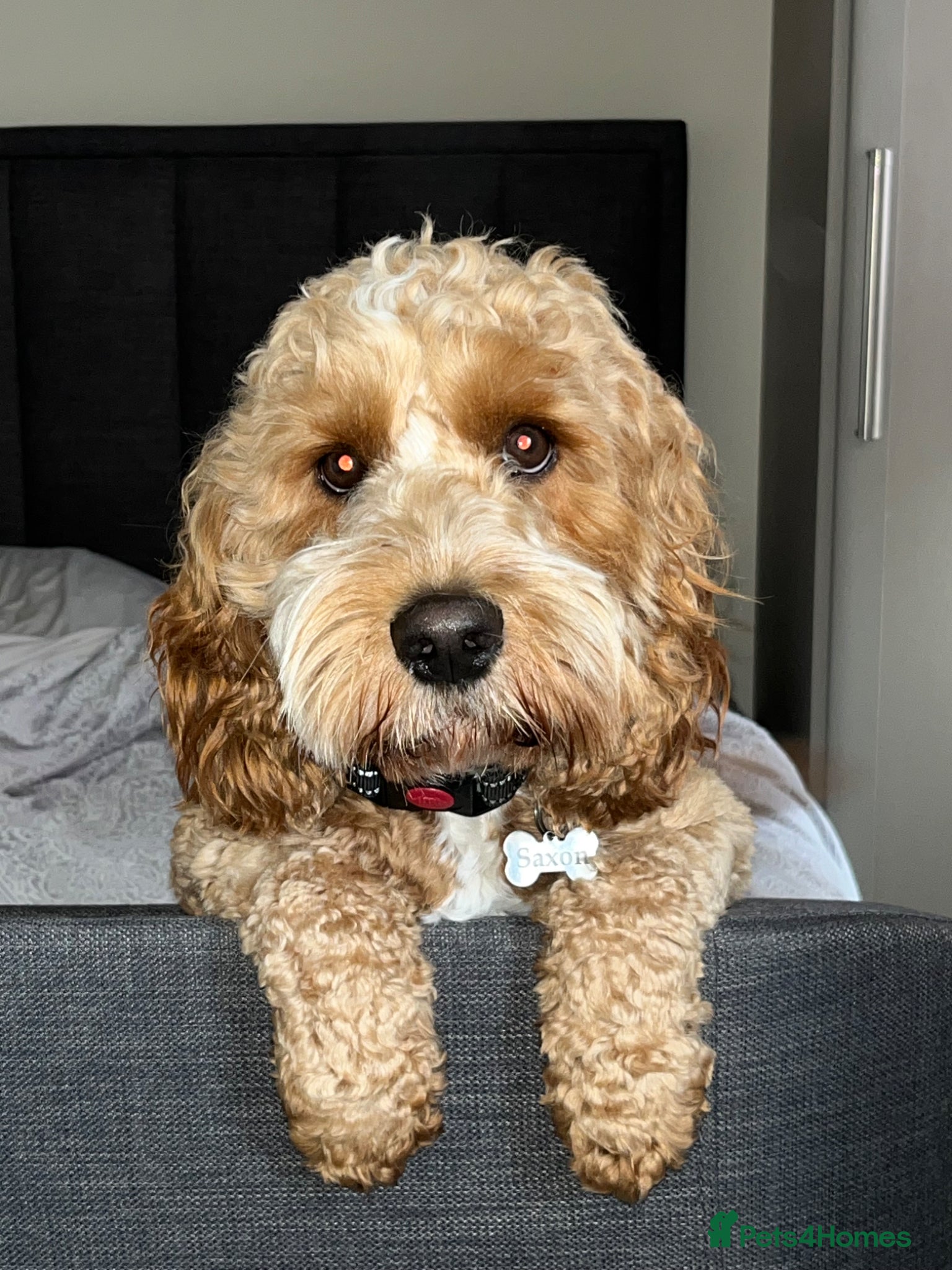 Cockapoo dogs Saxon - available for stud! - Advert 6