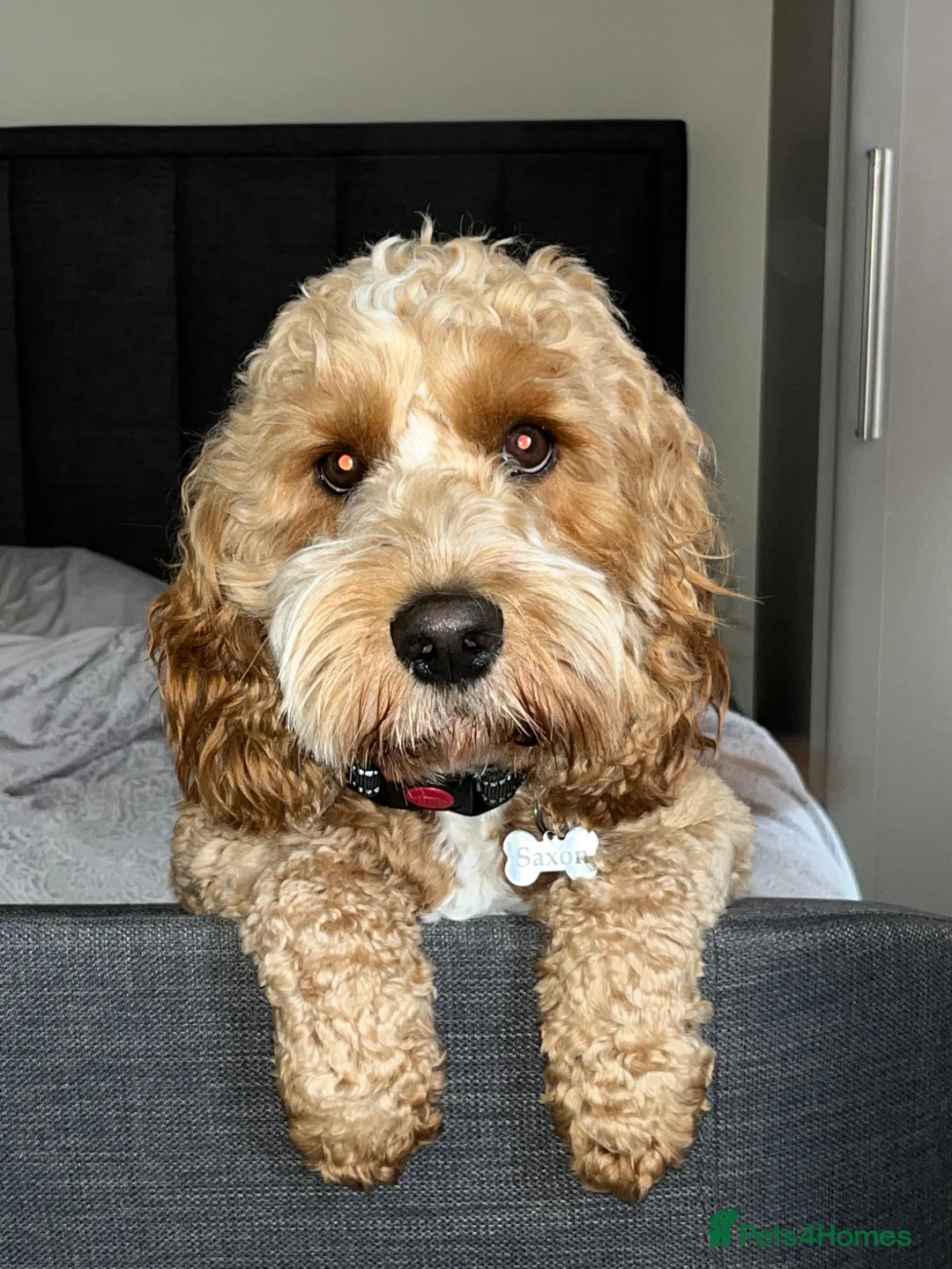 Cockapoo dogs for stud: Saxon - available for stud! - Advert 1