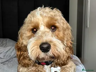 Cockapoo dogs Saxon - available for stud! - Advert 6