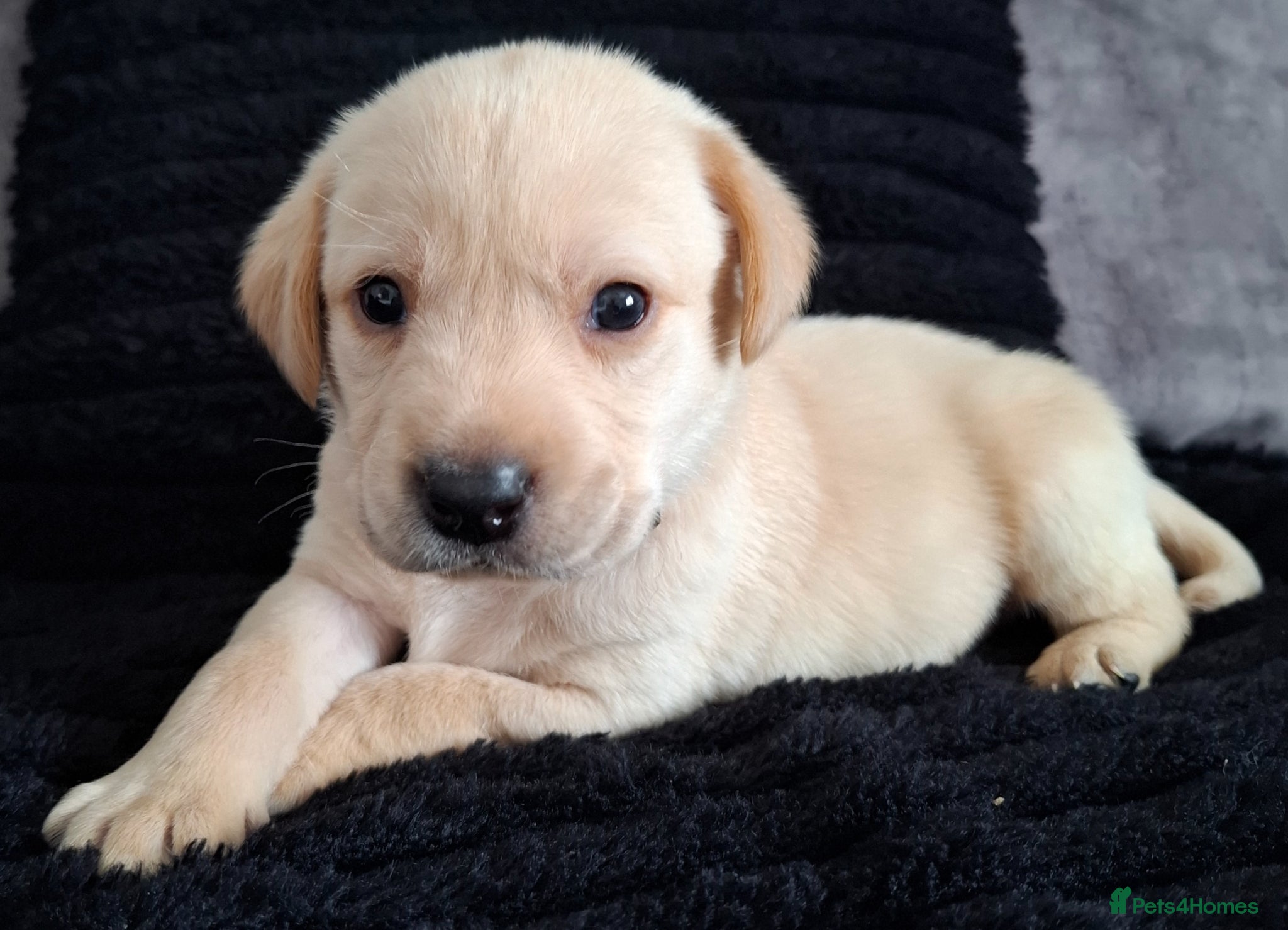 Labrador Retriever dogs **Surrey's Winter King** - Advert 9