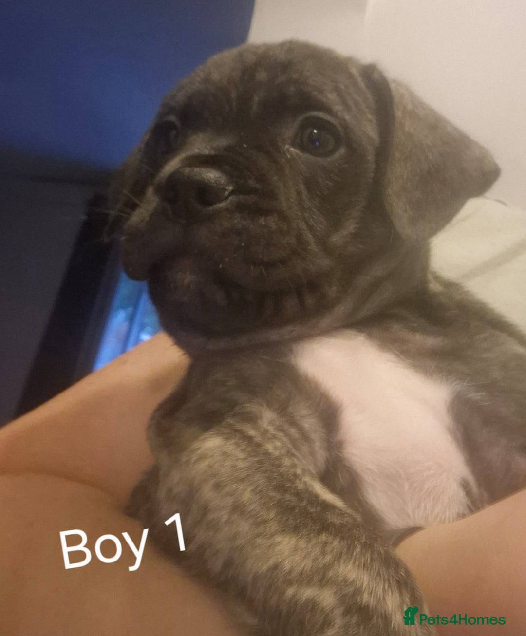 Mixed Breed dogs for sale: Frenchie cross Staffie Pups - Image 5