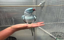 Ringnecks birds for sale: Blue Ringneck Male - Image 2