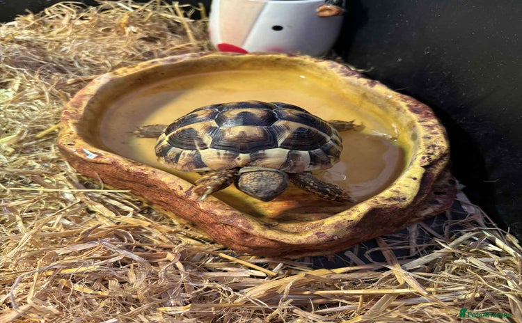 Turtle reptiles - Advert 2