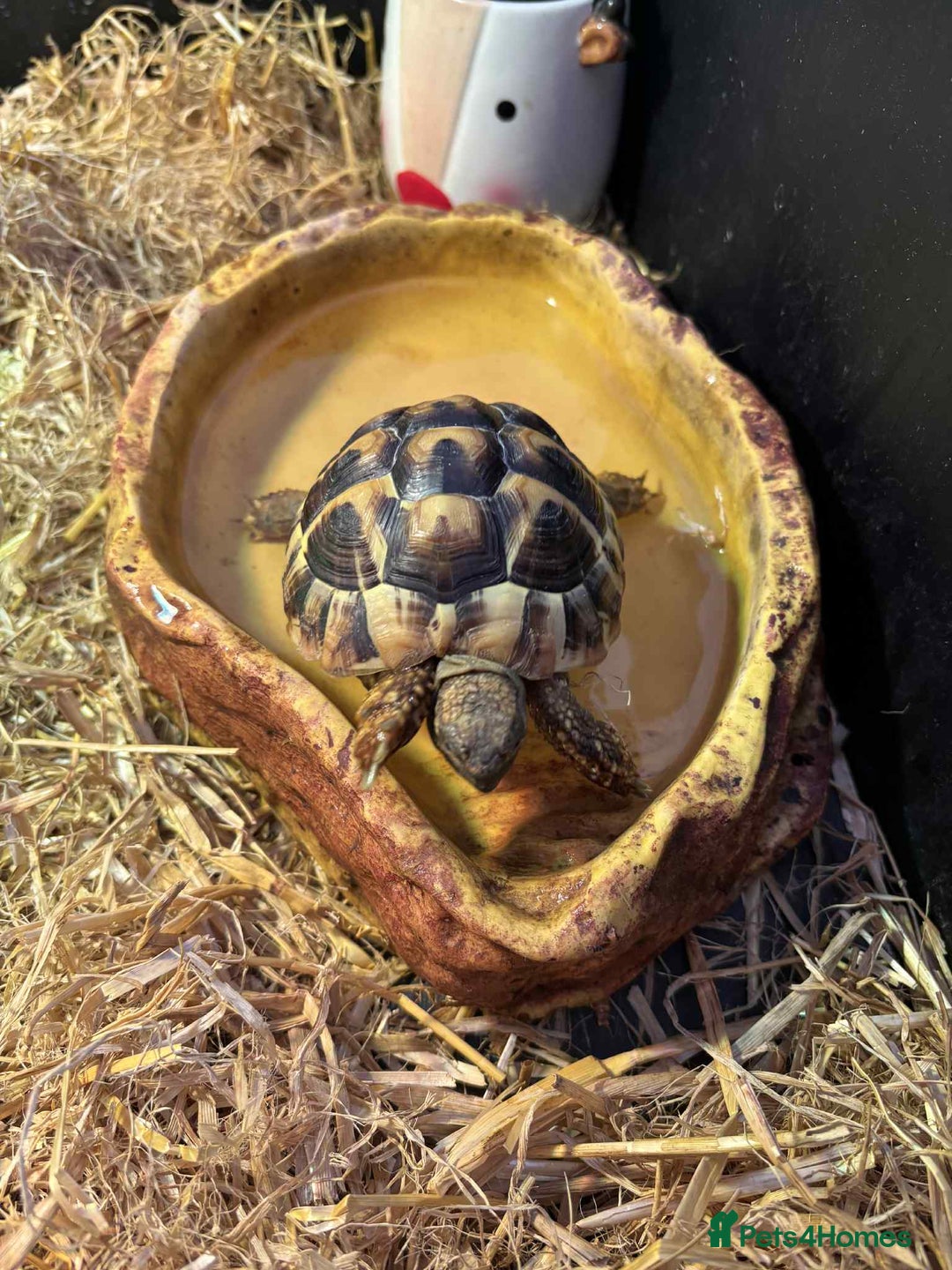 Turtle reptiles for sale: Horsefield turtle - Image 1