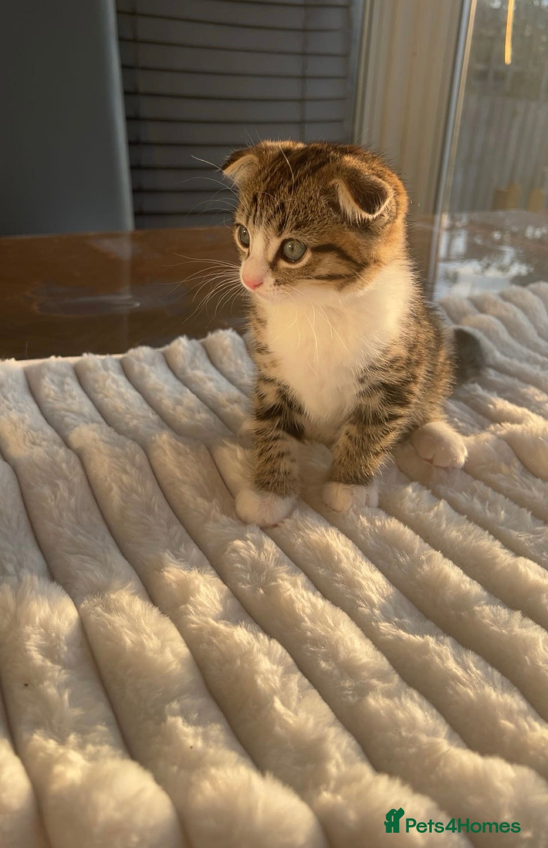 Scottish Fold cats for sale: Scottish Fold/ ALL PRICE NEGOTIABLE! 🐾  - Image 6
