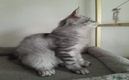 Maine Coon cats for sale: 3 maine coon girls black silver TICA pedigree - Image 5