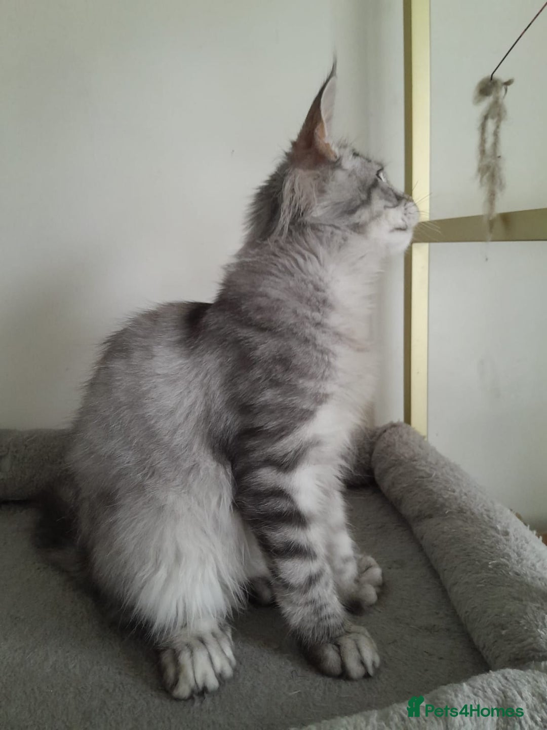 Maine Coon cats for sale: 3 maine coon girls black silver TICA pedigree - Image 5