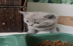 British Shorthair cats for sale: British shorthair kittens - Image 2