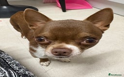 Chihuahua dogs for stud: Super tiny apple head chihuahua for stud  - Image 6