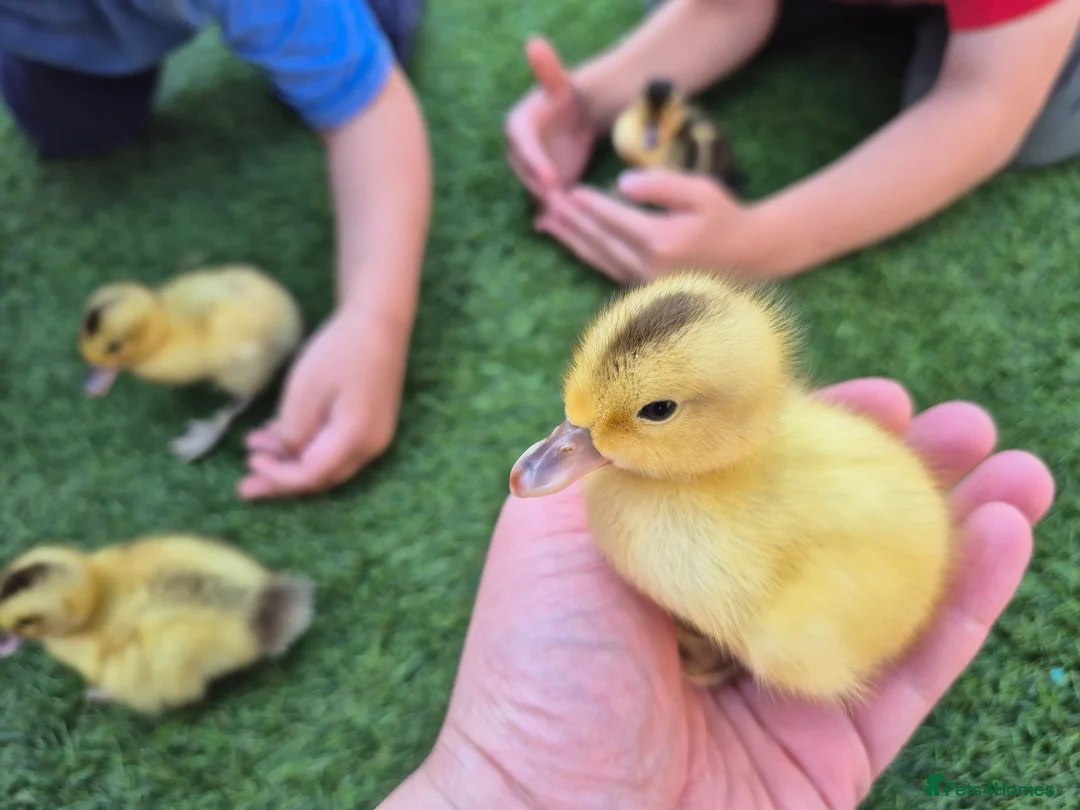 Ducks poultry for sale: Adorable, hand-raised pet ducklings!  - Advert 1
