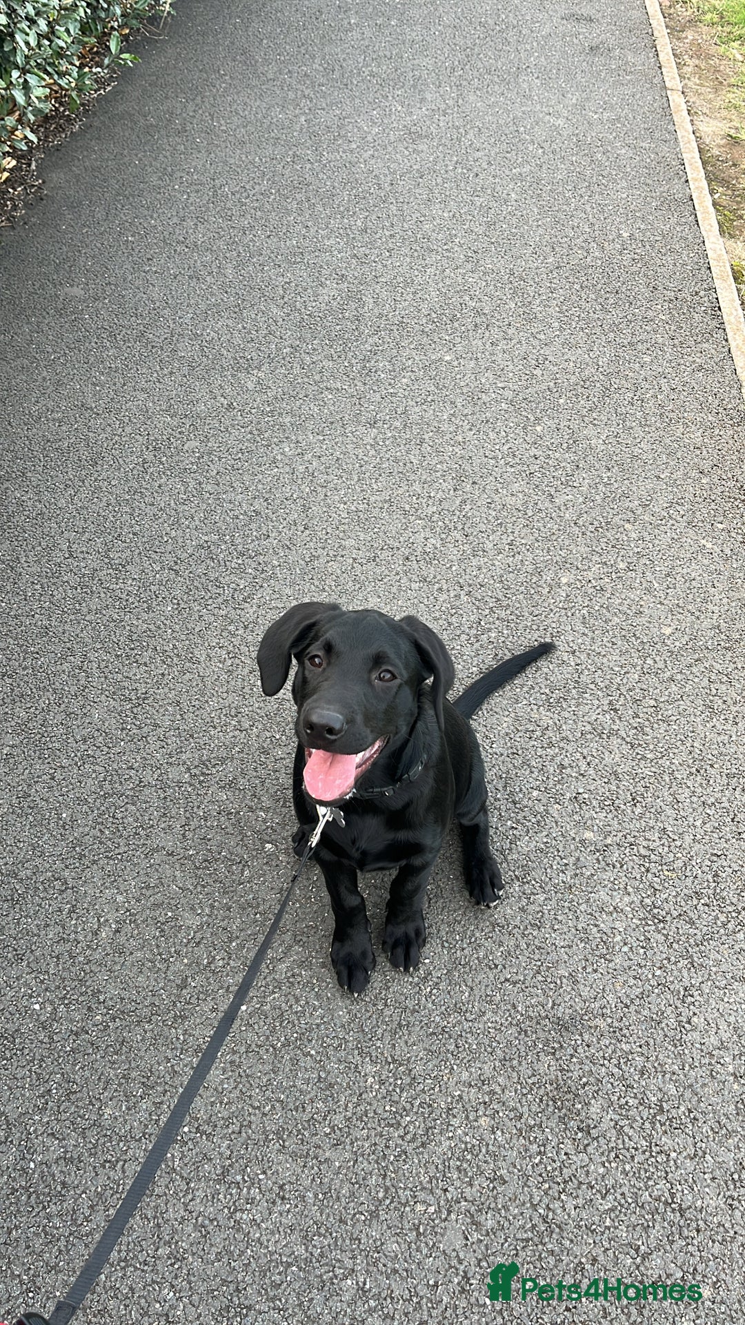 Labrador Retriever dogs for sale: Milo 6 month old back KC registered puppy - Advert 2