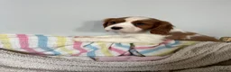 Cavalier King Charles Spaniel dogs for sale: Beautiful Cavalier King Charles Spaniel puppies - Advert 12