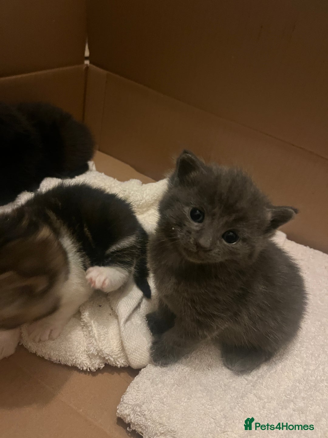 British Shorthair cats for sale: British shorthair x kittens for sale - Advert 8